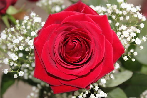 红玫瑰花一般是送给什么人,送红玫瑰是不是很俗气