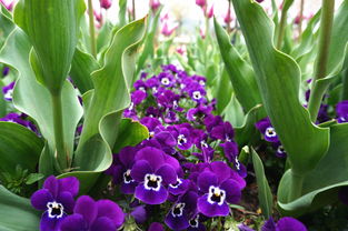 紫色花34种的图片,紫色花有哪些图片