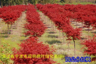 直径15厘米的红枫多少钱,直径15厘米的红枫多少钱一棵呢