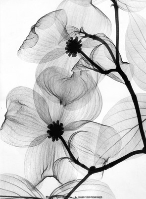 花卉图片手绘素描,花卉图片素描简单