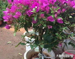 盆栽植物红掌:盆栽三角梅怎么施肥