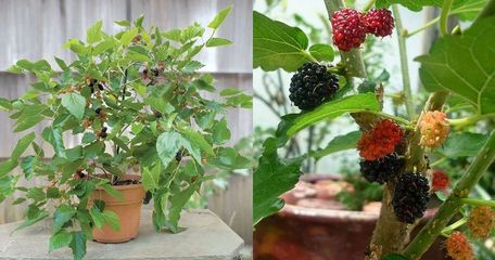 盆栽适合种什么水果,盆栽适合种什么水果树