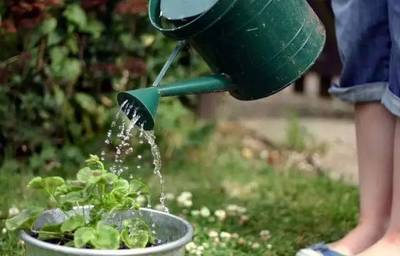 向日葵盆栽几天浇一次水,向日葵盆栽几天浇一次水合适