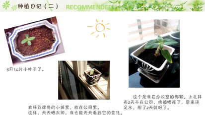 盆栽向日葵种植过程,盆栽向日葵种植过程图片