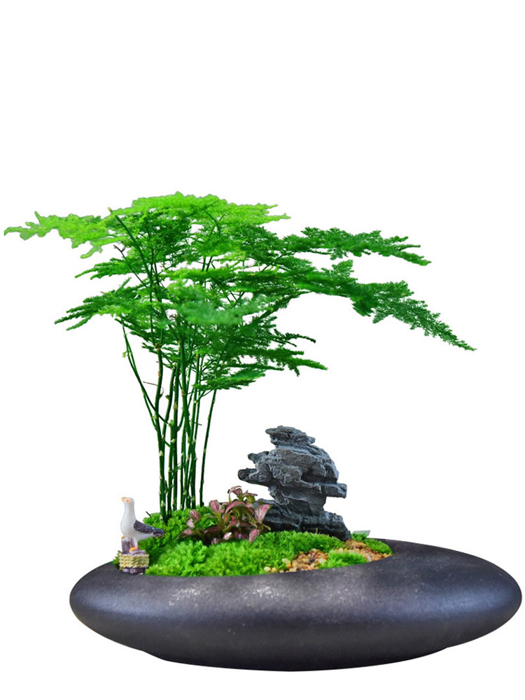 盆栽竹子用多深盆最好养,竹子需要多深的花盆?