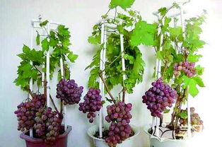 盆栽葡萄可以长3米吗[盆栽葡萄可以长3米吗图片]