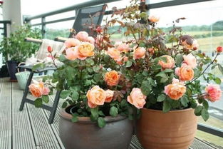 盆栽果树苗怎么培养的月季施肥玫瑰修剪方法,月季盆栽如何施肥最好