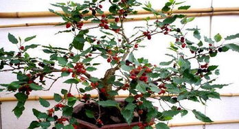 果树盆栽实用技术大全玫瑰修剪方法图片,盆栽果树栽培技术视频