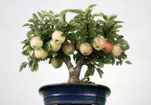 室内最好养的盆栽果树摆件有哪些品种,室内果树盆景