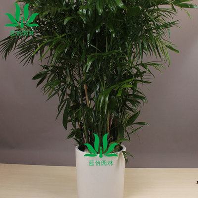 净化空气吸甲醛最好的植物排名,净化空气吸甲醛最好的植物排名龟背竹