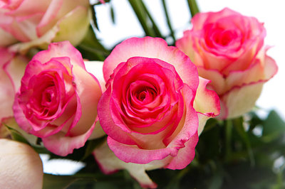 粉玫瑰图片高清图片,粉玫瑰花图片大全大图 唯美