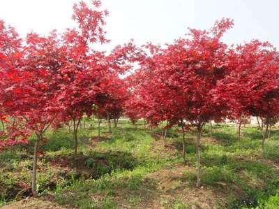 鸡爪槭和红枫的区别图片,鸡爪槭和红枫的区别图片大全